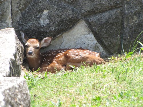 A white speckled fawn lays in a stone wall corner.
