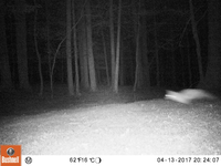 A blurred fox runs in the forest