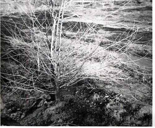 BW photos of trees.