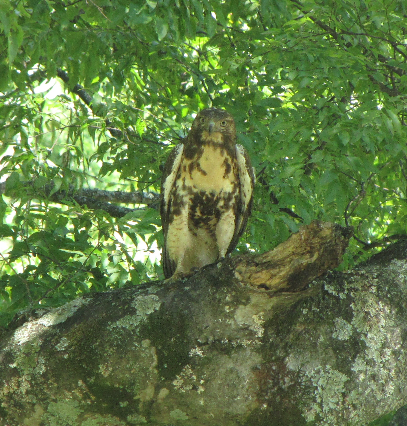 Red-tailed hawk standing on a tree trunk 