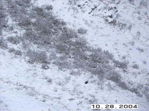 3 Gates of the Arctic National Park and Preserve Koyukuk Moose Survey 2004