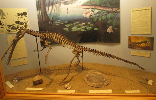 A photo of fossils in a display, including a skeleton of a long-headed crocodile-like reptile, a piece of petrified wood, and a turtle shell. Interpretive art and descriptions are on the wall behind the fossils.