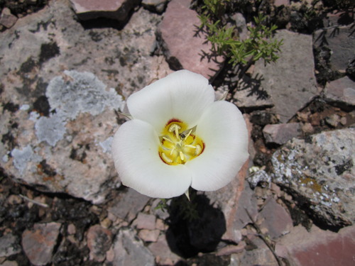 a white flower with three large petals and a yellow center