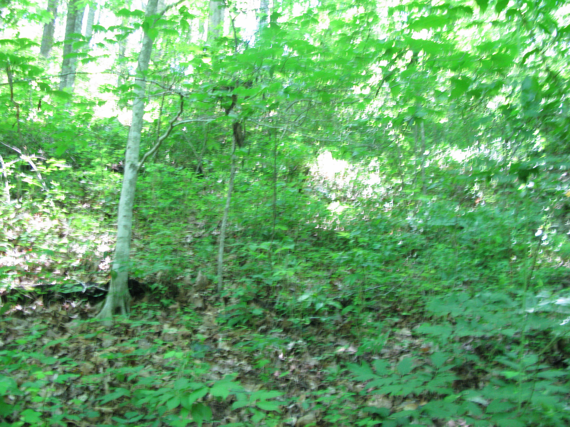 GRSM Accuracy Assessment. Plot Code: GRSM_AA_0128_3