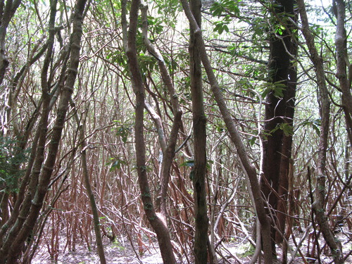 GRSM Accuracy Assessment. Plot Code: GRSM_AA_0937_4