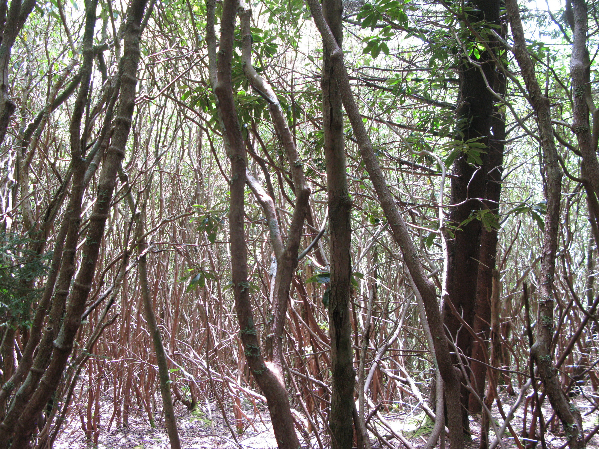 GRSM Accuracy Assessment. Plot Code: GRSM_AA_0937_4