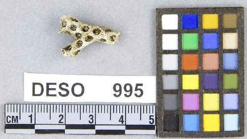 DESO     995 -- Coral Fragment