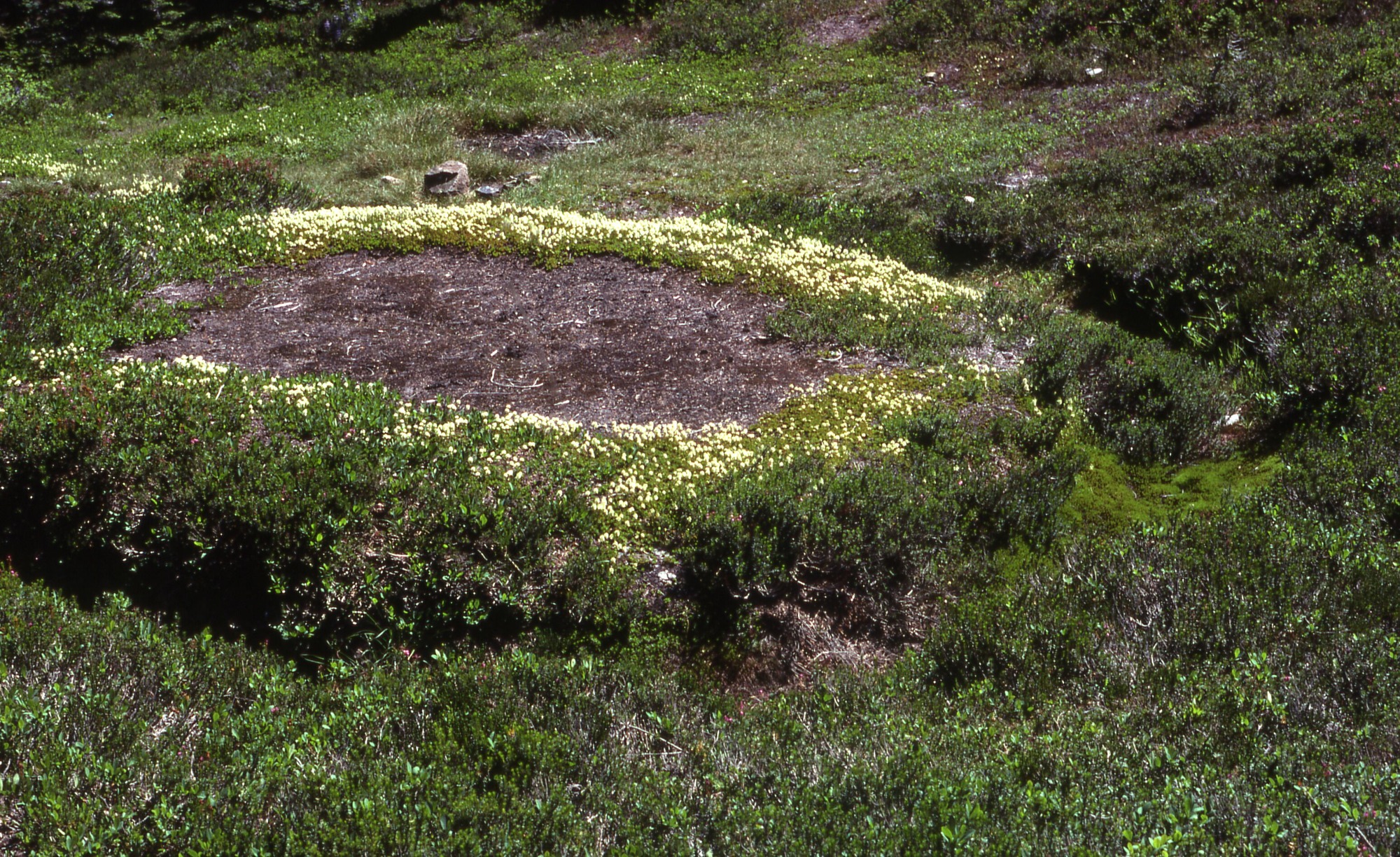 A circular bald spot of dirt surrounded by a ring of wildflowers and a meadow of grasses and shrubs.