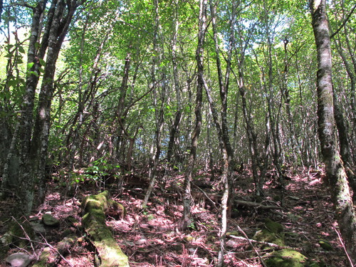 GRSM Accuracy Assessment. Plot Code: GRSM_AA_0893_2