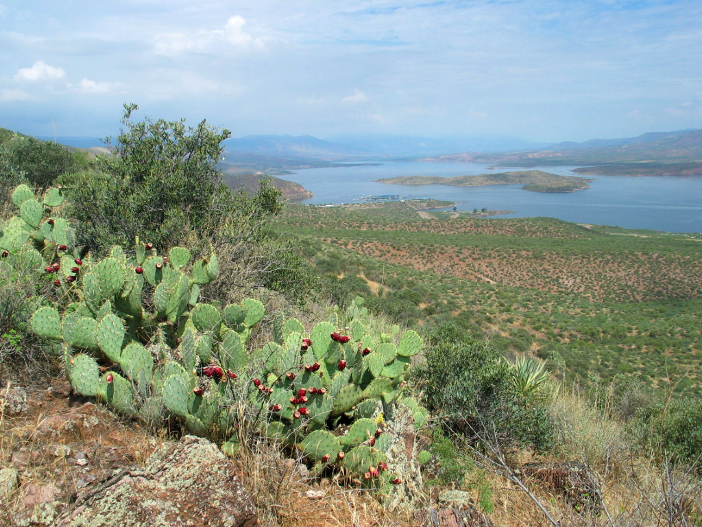 Large green pricklypear paddles with red fruits on hill overlooking a lake.