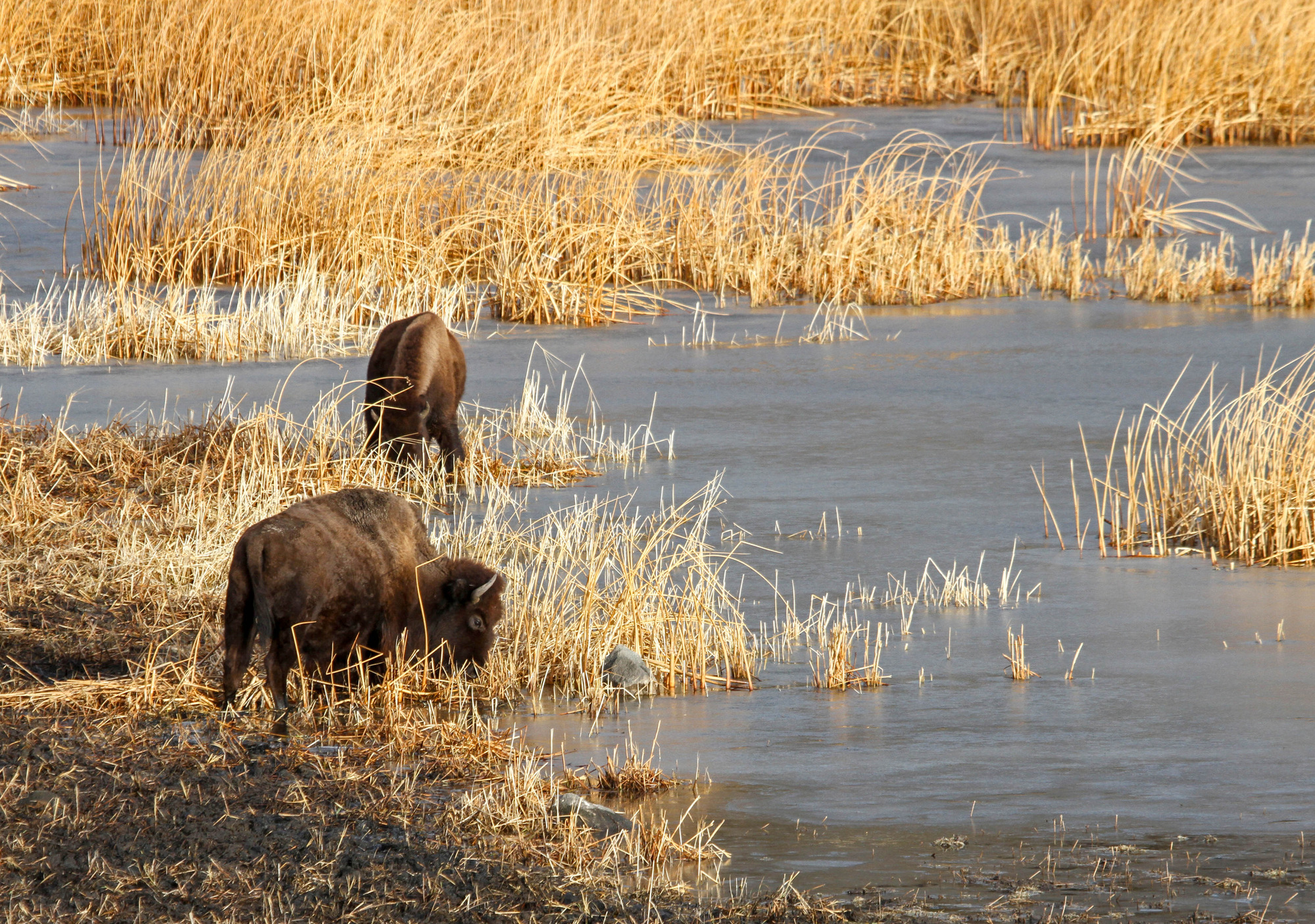 Bison are grazing on dried grass in a wet bog.
