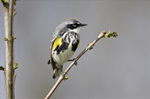 Blue-winged, yellow, yellow-rumped and prothonatory warblers in Cuyahoga Valley National Park