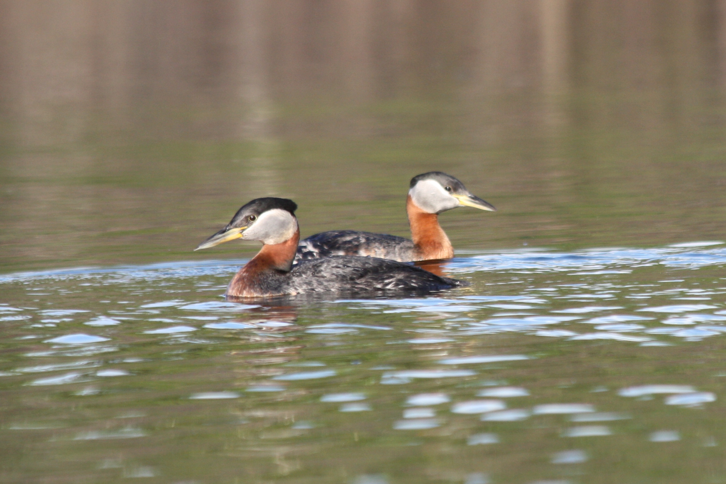Two red necked grebes floating in a pond