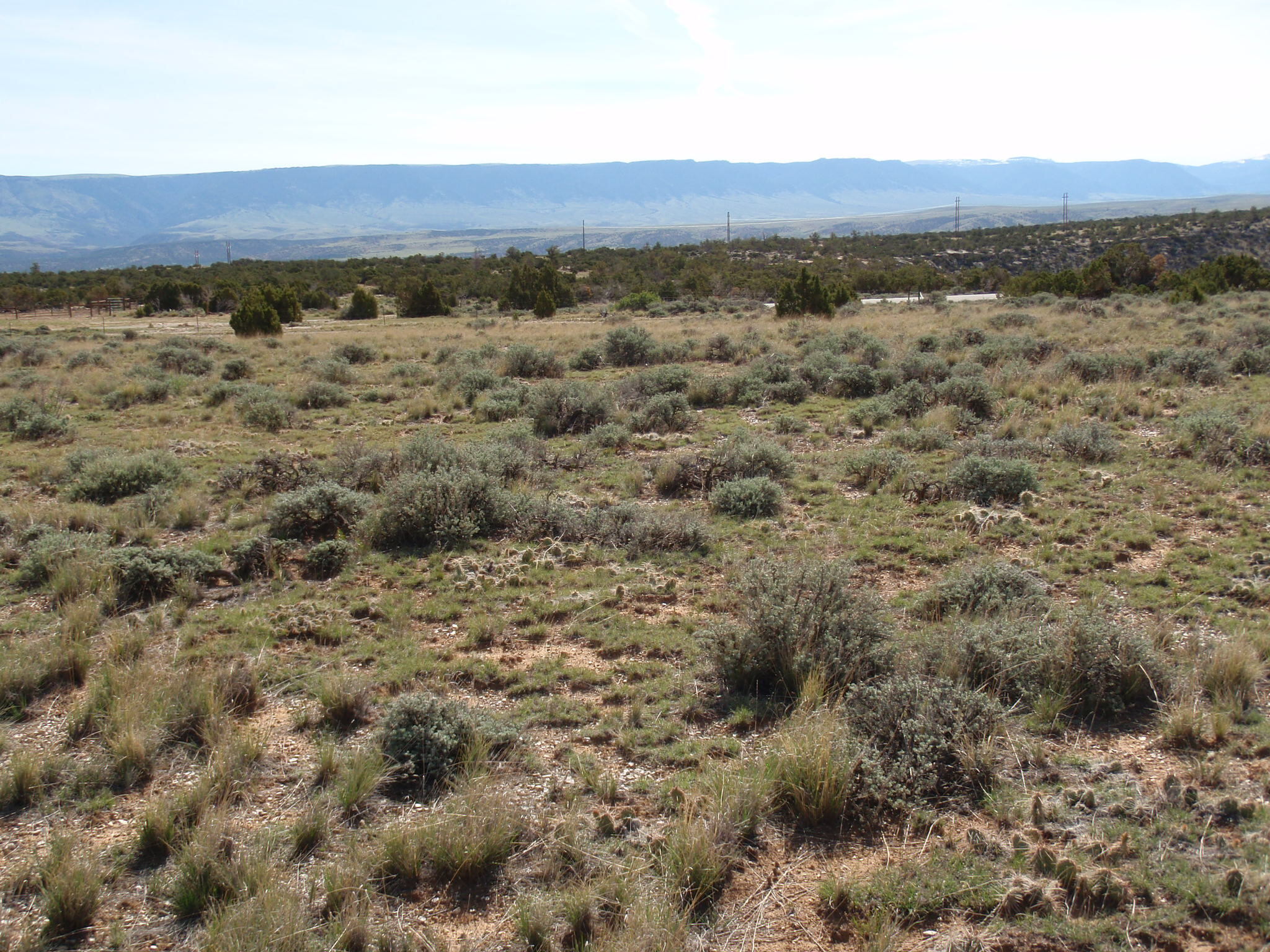 Image of the vegetation and landscape at photo point in Bighorn Canyon NRA 