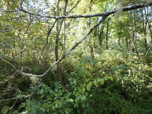 GRSM Accuracy Assessment. Plot Code: GRSM_AA_0046_4