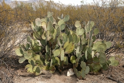Desert Ecology Trail sign