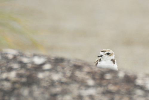 Western snowy plover