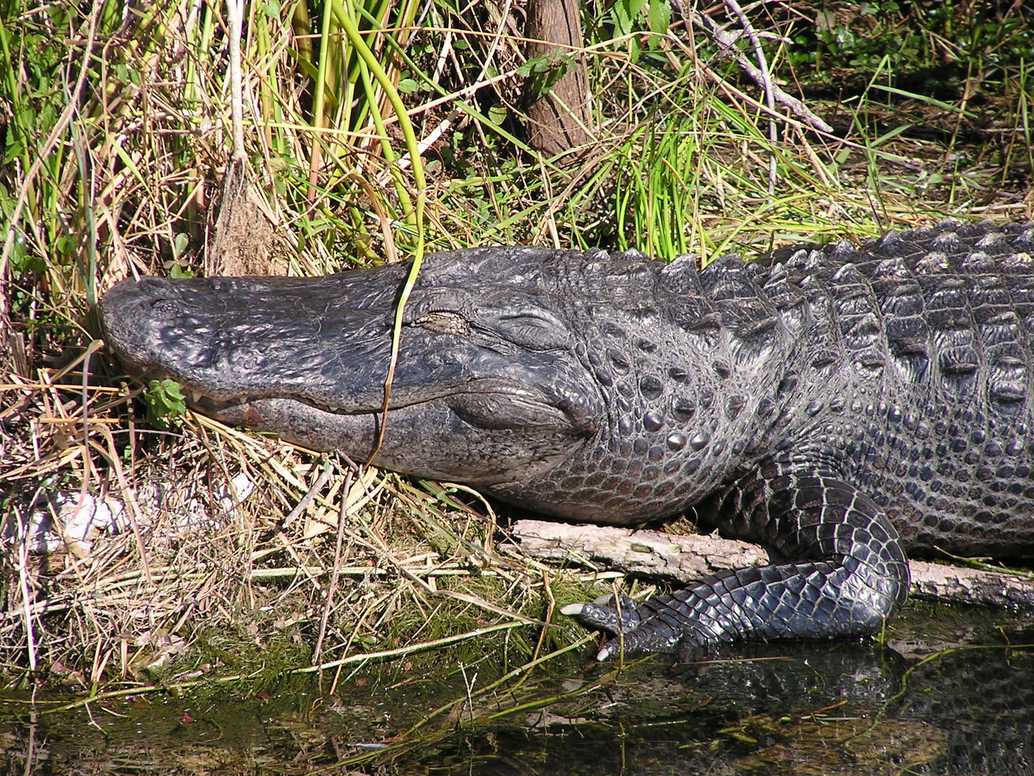 An alligator happily sunbathes on the bank of a man-made canal