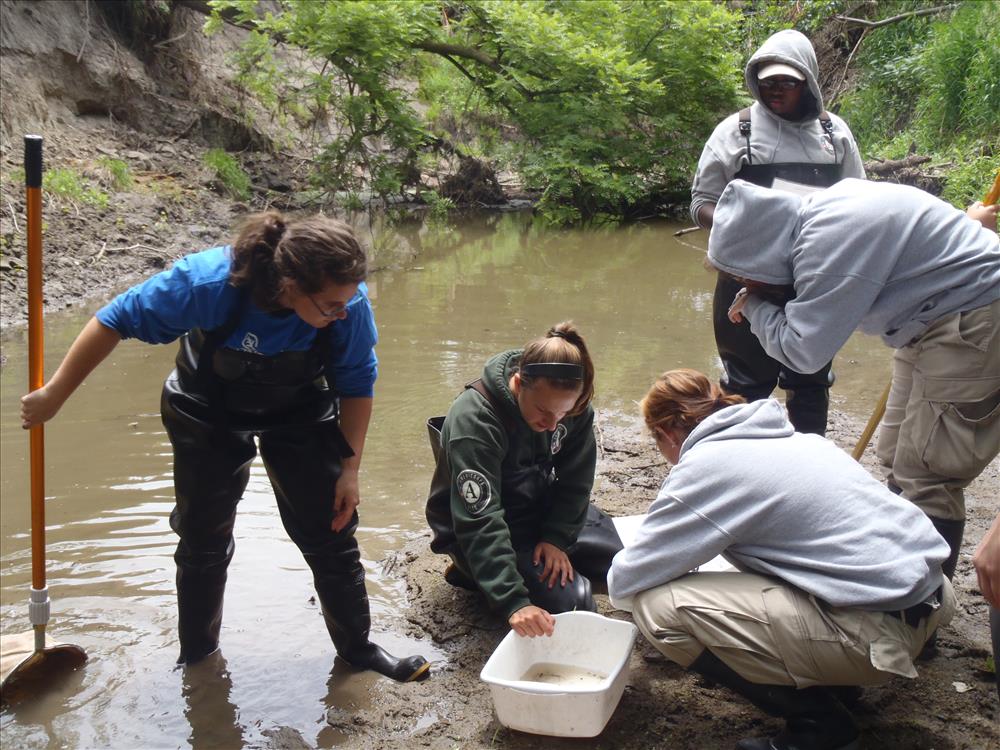 A group of five people looking at invertebrates collected from Cub Creek.