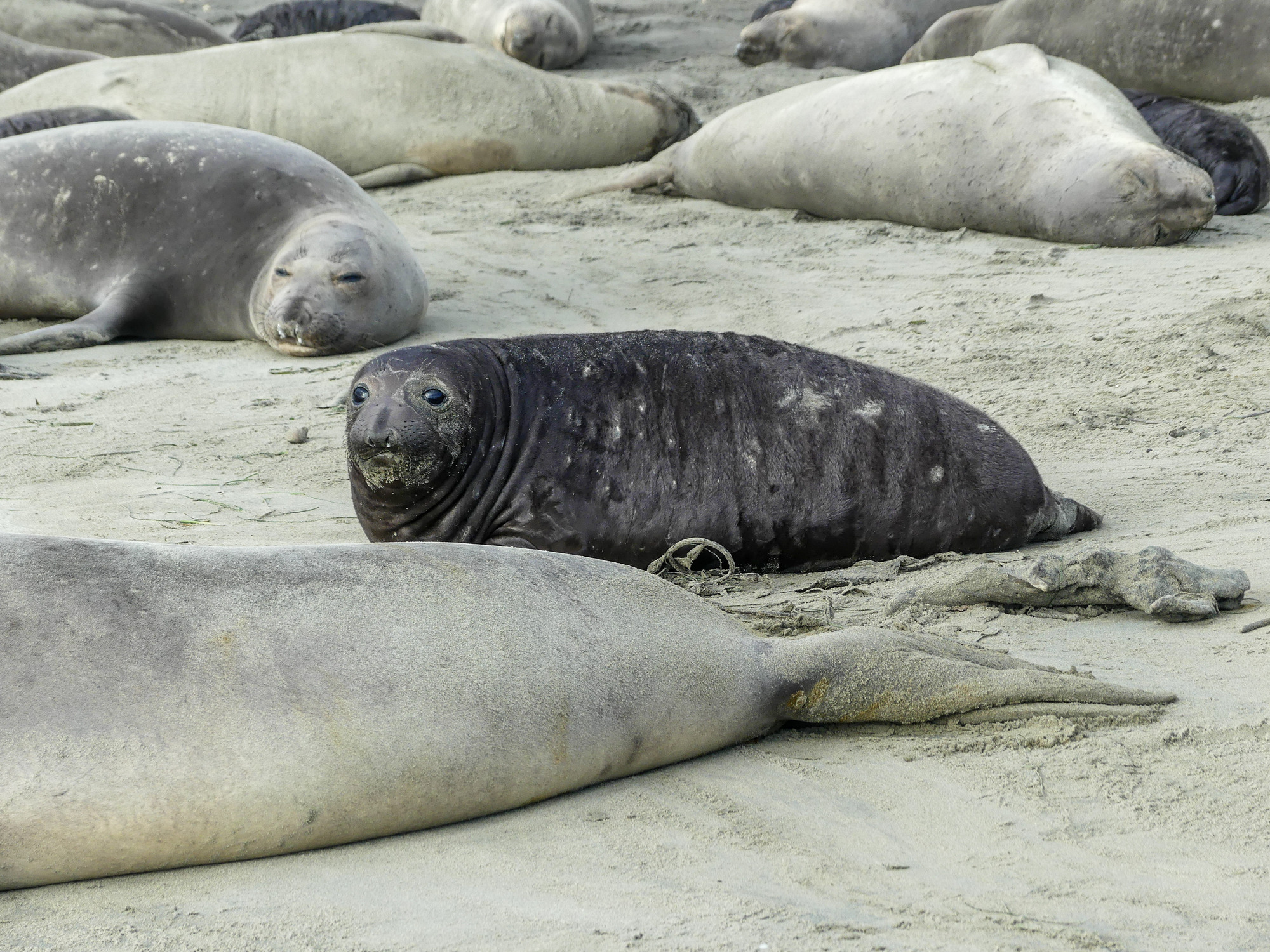 Chunky young elephant seal with big, dark eyes and dark fur among larger, sand-colored female elephant seals.
