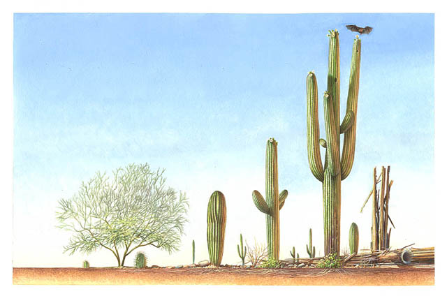 Illustration depicts the seven-stage life cycle of a Saguaro cactus showing (l-r) reproduction, seedling, established plant, youth, maturity, old age and decline.