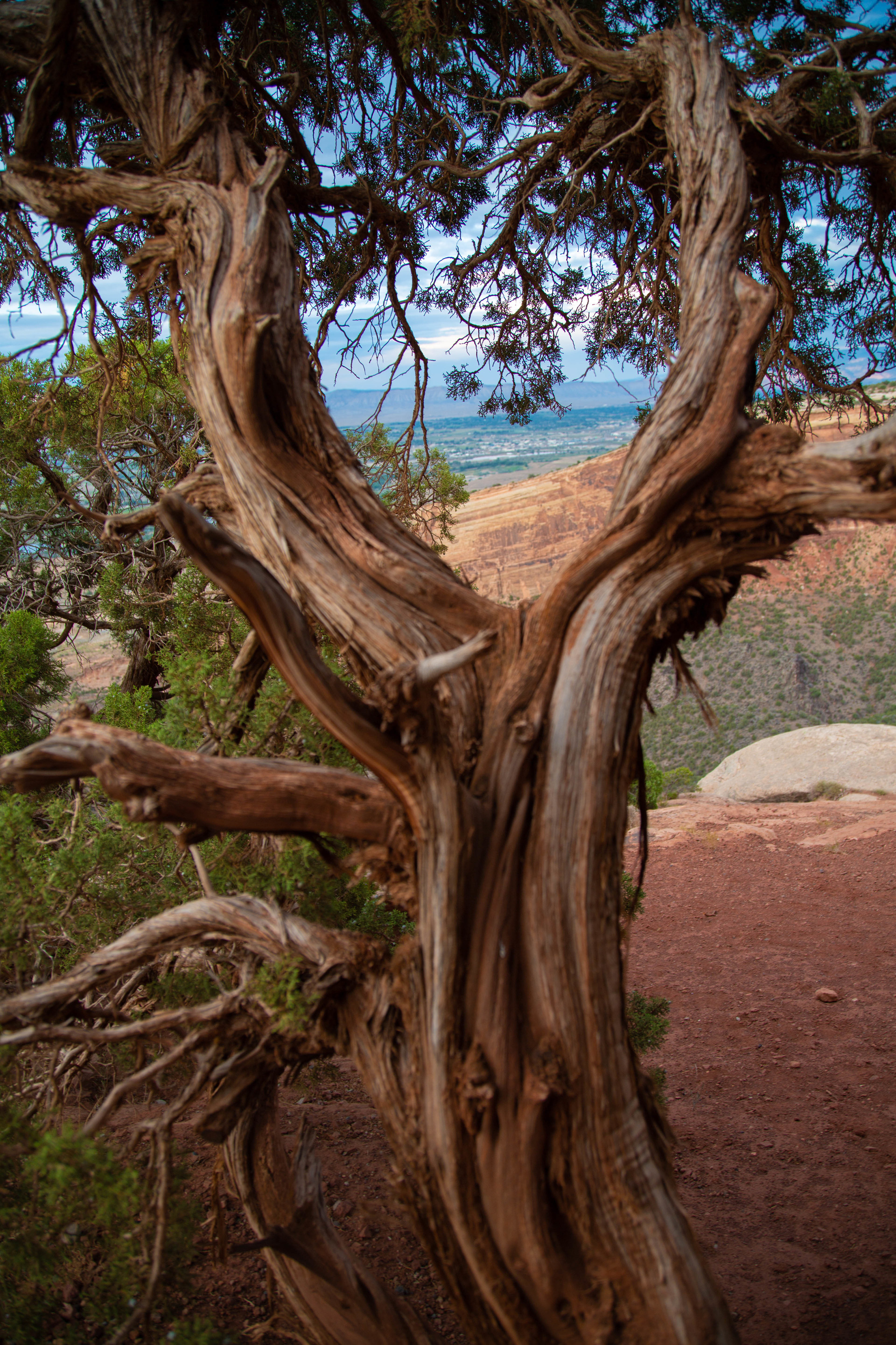 Juniper tree with a view of a canyon