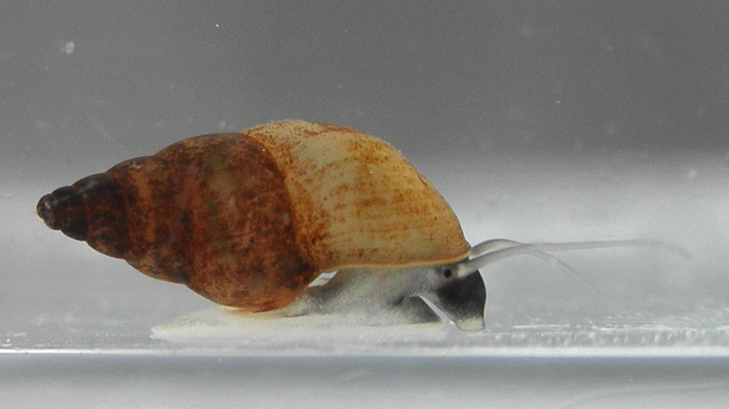 A closeup of a New Zealand mudsnail crawling across a clear piece of glass.