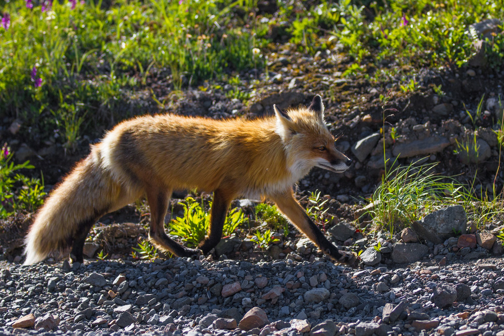 a fox walking next to a dirt road