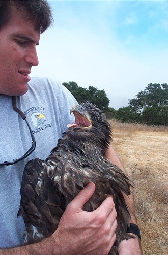 Bald Eagle Release
