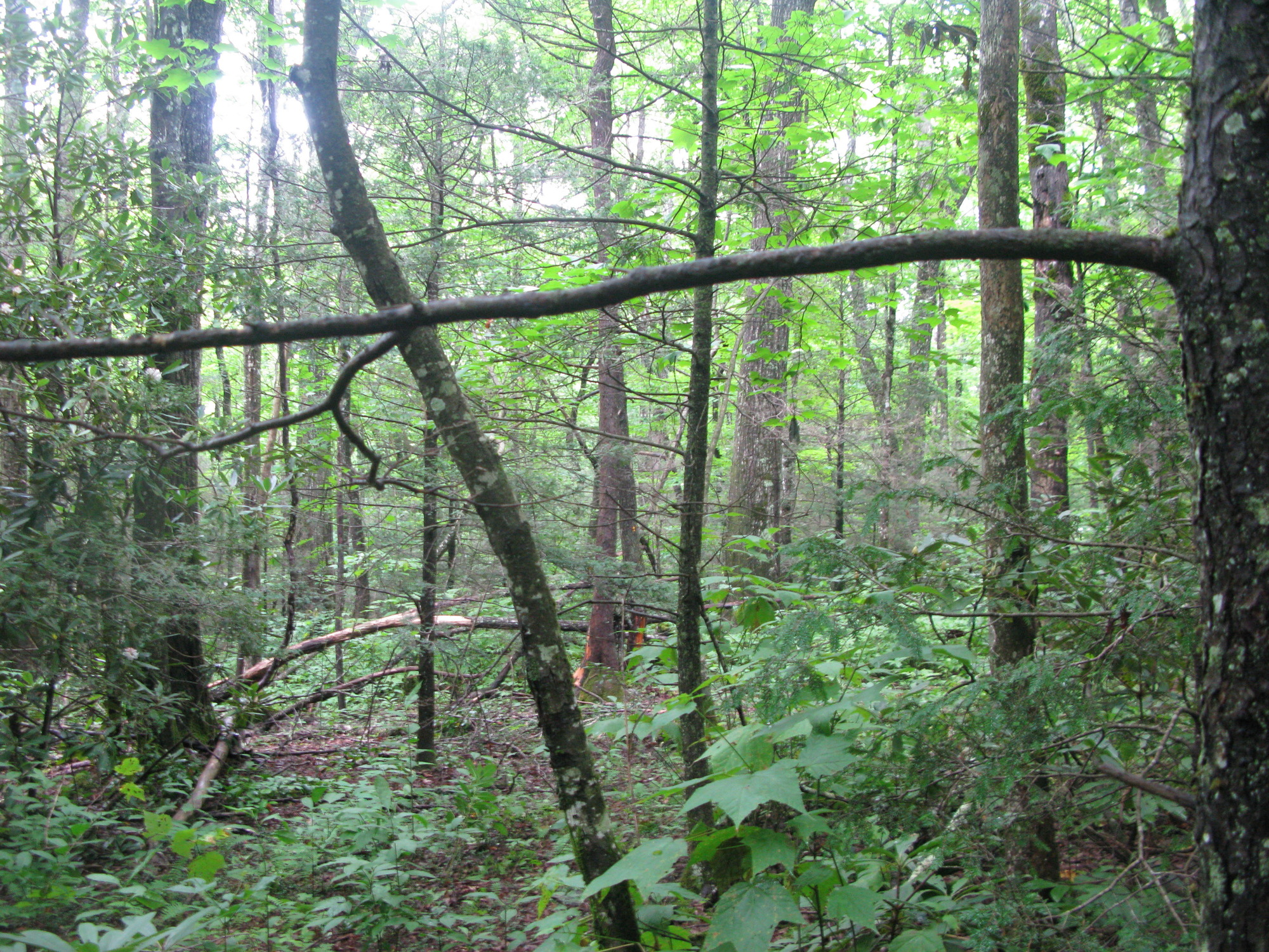 GRSM Accuracy Assessment. Plot Code: GRSM_AA_0353_6