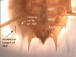 Dragonfly larvae with lateral spine of abdominal section 8 shorter than the middorsal length of section 9.