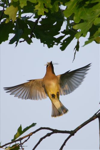 Cedar waxwing in Cuyahoga Valley National Park