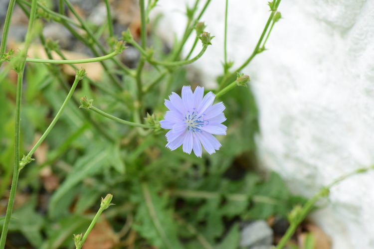 Chicory Flower near historic building