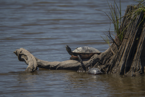 Turtle basking on a log by the water's edge with another turtle nearby.
