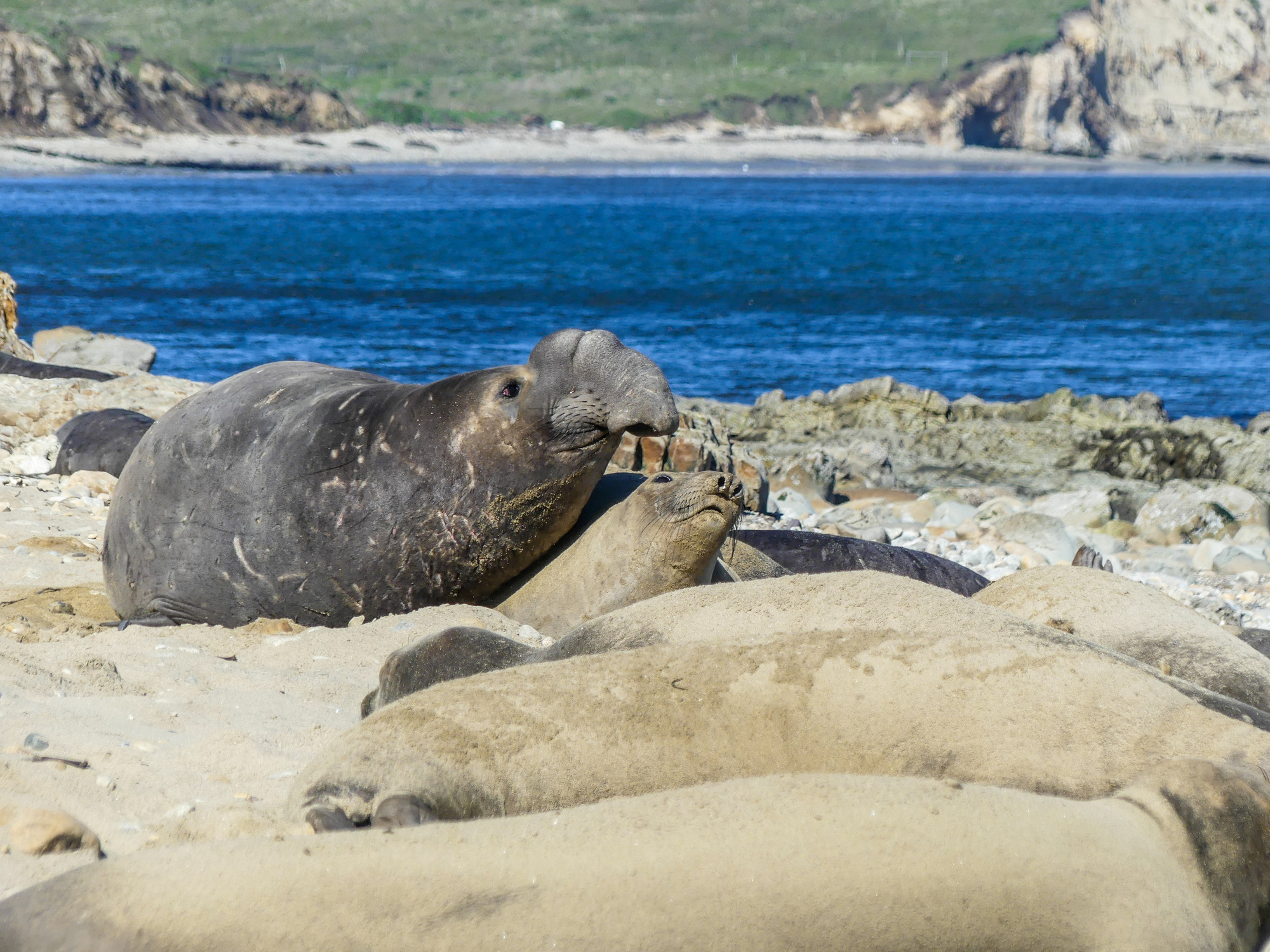 Bull elephant seal embraces a much smaller female seal on a rocky beach as other females snooze beside them.