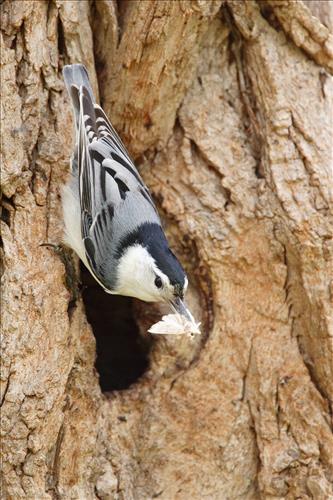 White-breasted nuthatch in Cuyahoga Valley National Park