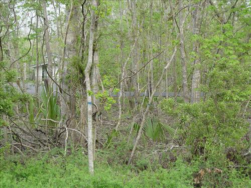 Barataria Preserve Floating Marsh