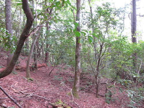 GRSM Accuracy Assessment. Plot Code: GRSM_AA_0300_3