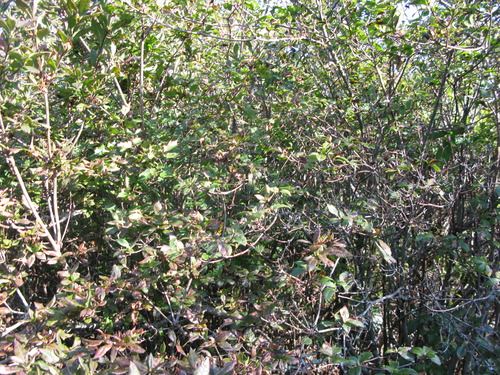 GRSM Accuracy Assessment. Plot Code: GRSM_AA_0310_2