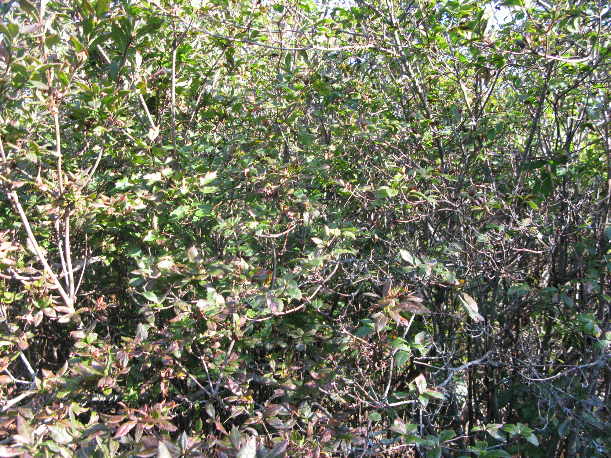 GRSM Accuracy Assessment. Plot Code: GRSM_AA_0310_2