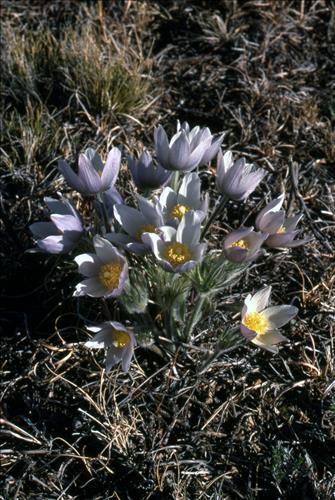 Badlands Flowers: Red, Pink, Blue