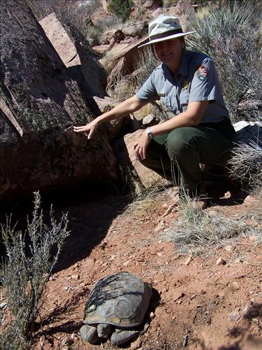 2008 Figure 6. Desert tortoise monitoring (3 photos)