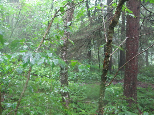 GRSM Accuracy Assessment. Plot Code: GRSM_AA_0390_4