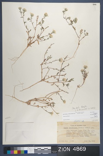 Herbarium Specimen Sheet 4869