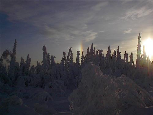 2 Gates of the Arctic National Park and Preserve Hares Survey 2004
