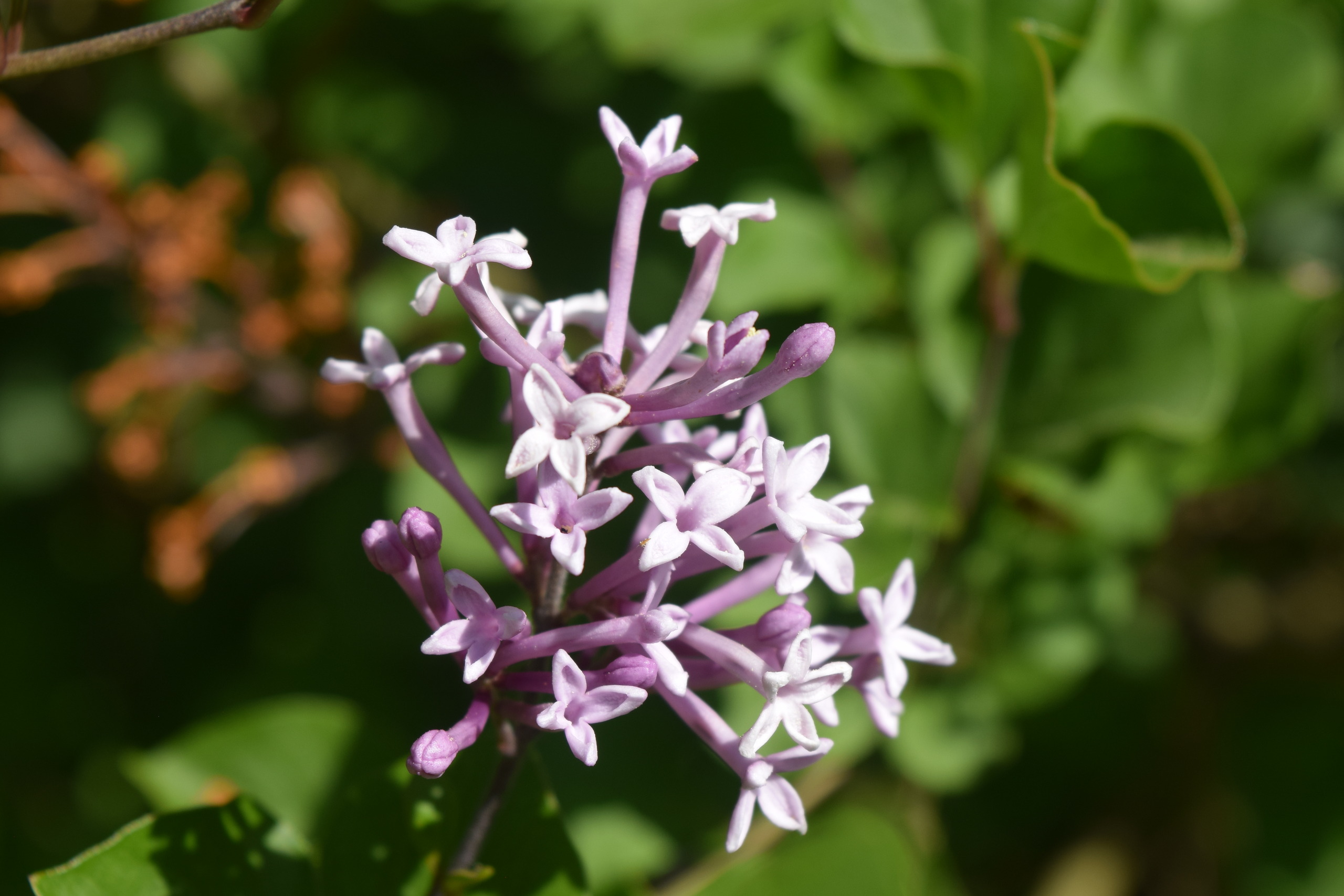 bunches of fragrant lilac vivid purple elongated flowers on a bush
