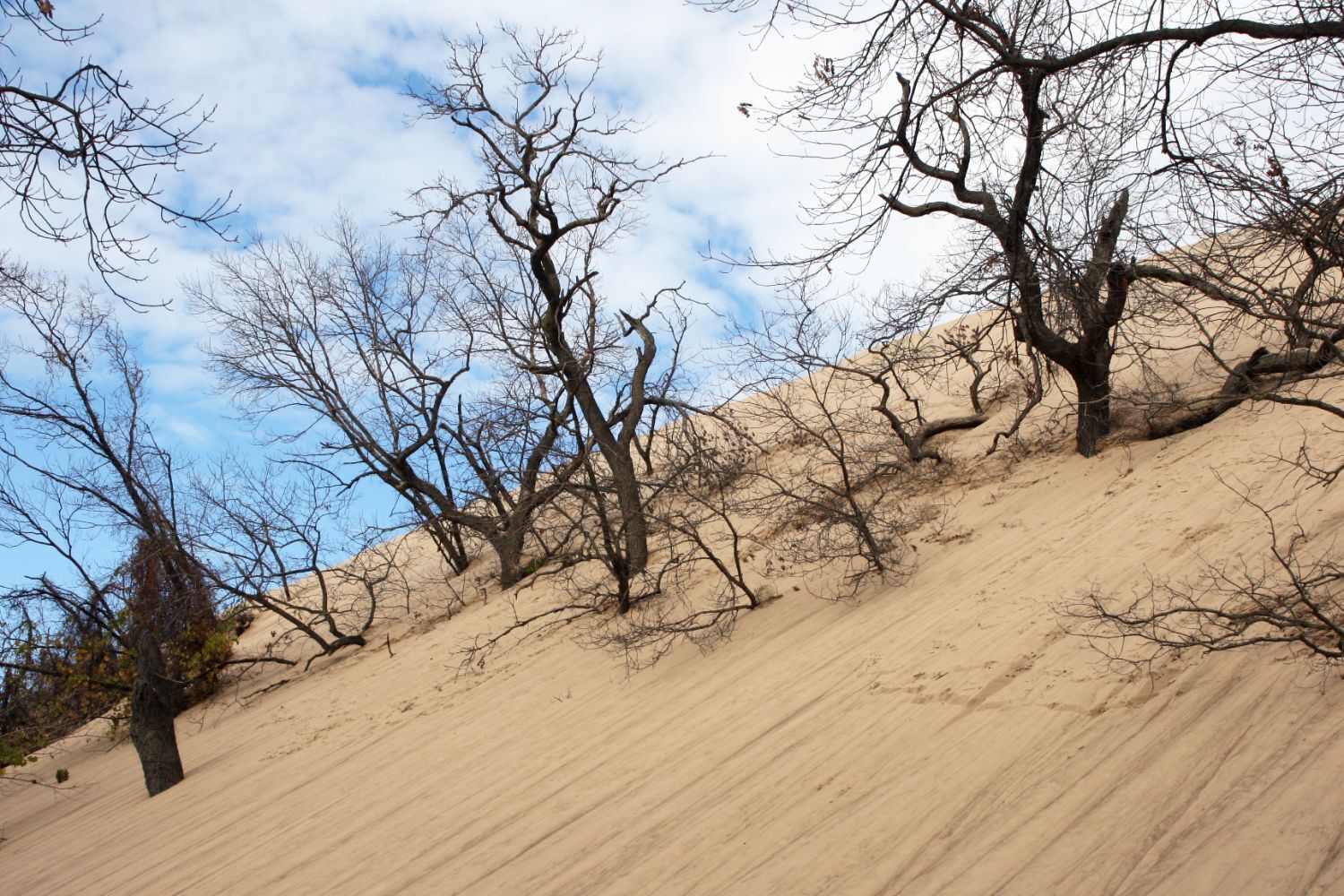 Oak trees being buried by the sand dune 