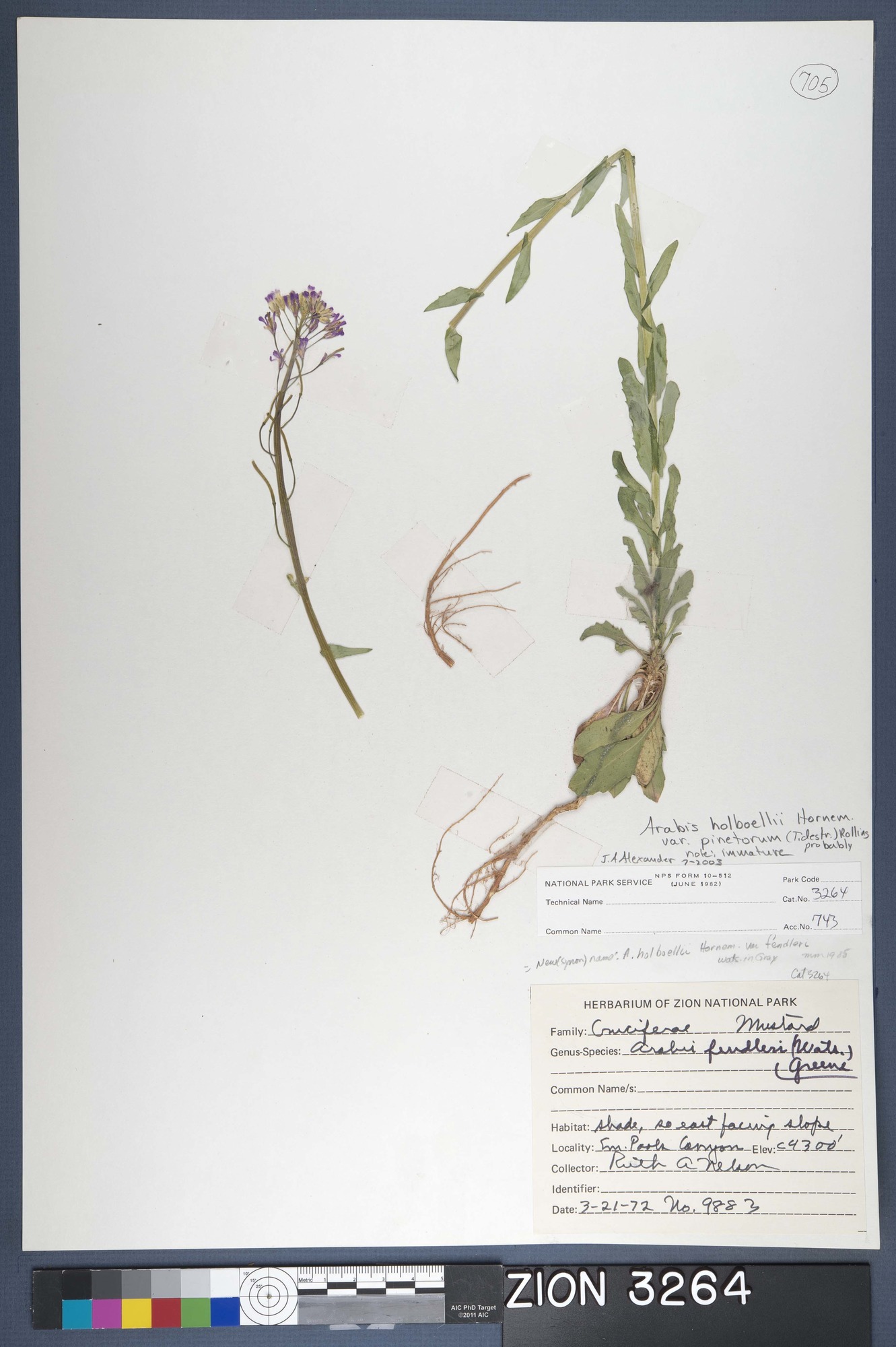 Herbarium Specimen Sheet 3264