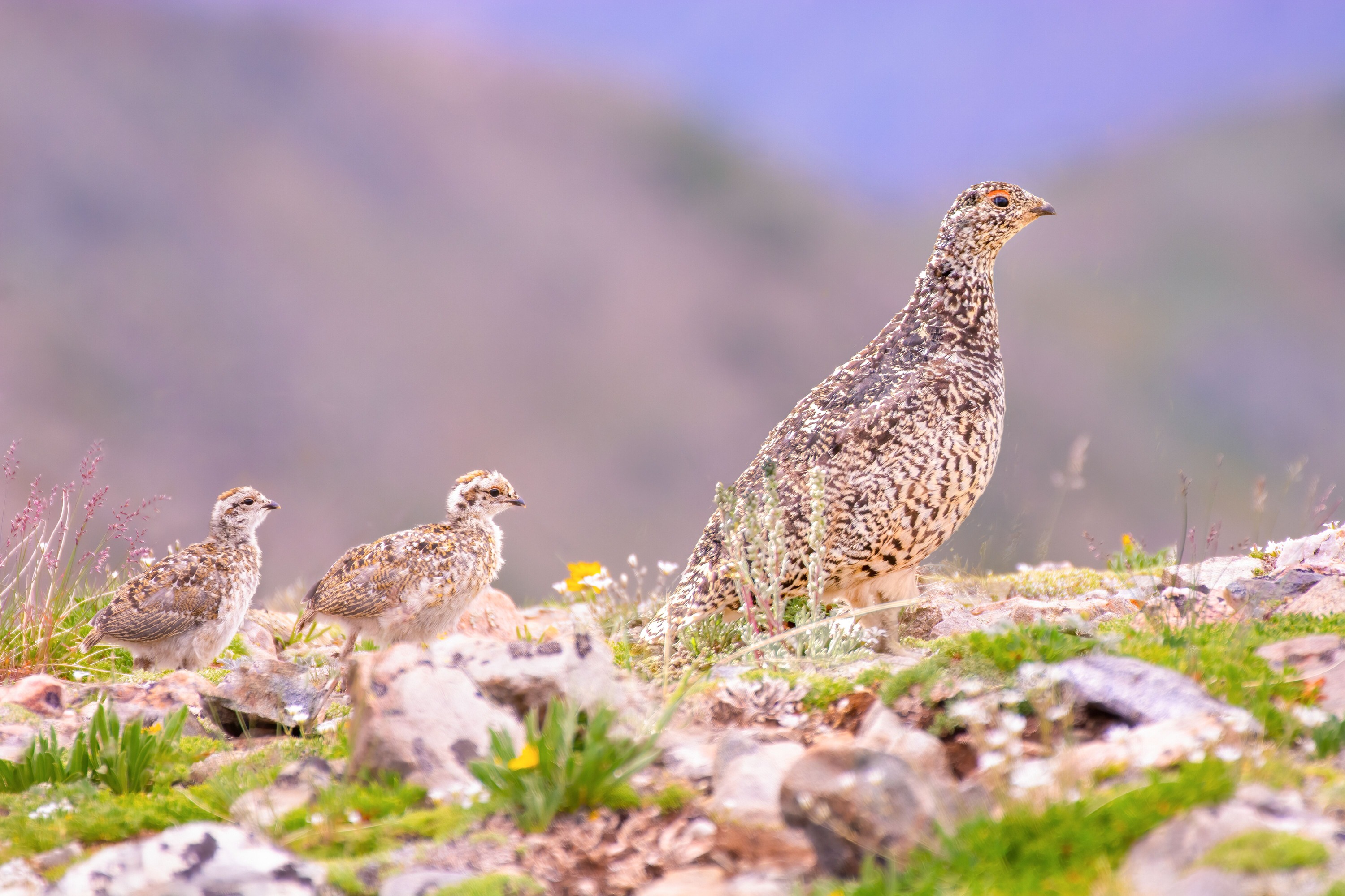 A ptarmigan parent leads two chicks across rocks and plants of the alpine tundra. These chicken-like birds nest in the tundra of Great Sand Dunes National Preserve. 