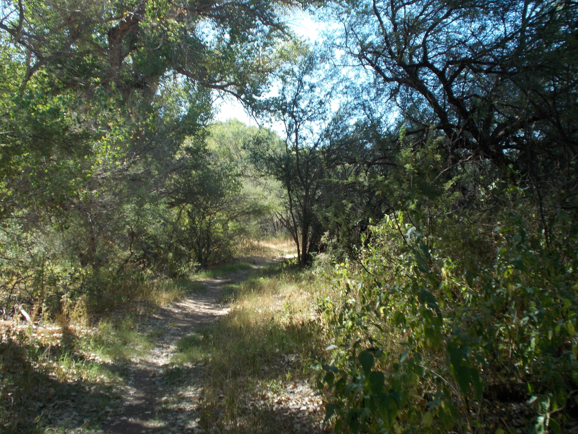 trail through green forest of cottonwood and mesquite